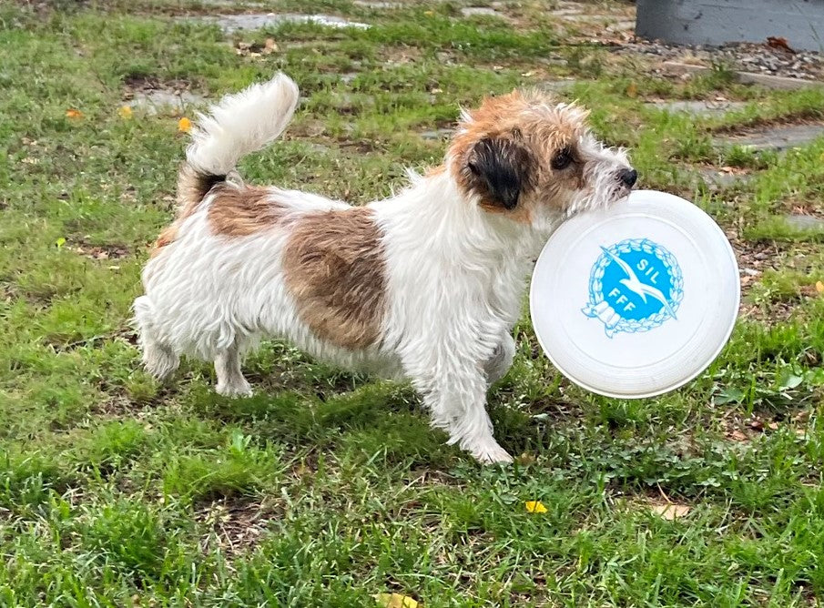 SIL-frisbee